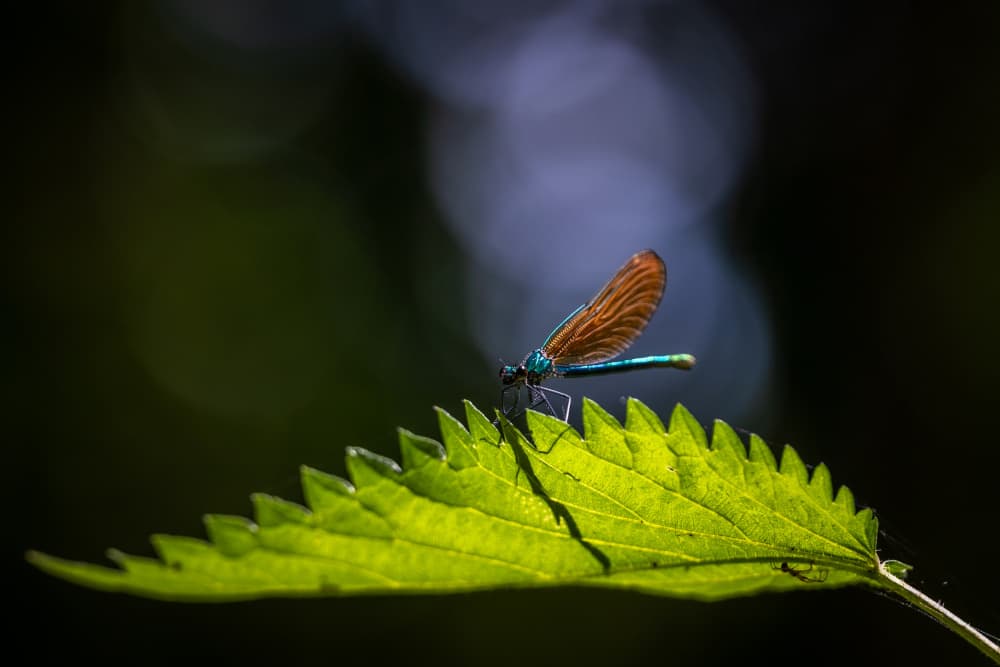 Delicate Damselfly on Leaf by Sergio Barboni — canvas wall art