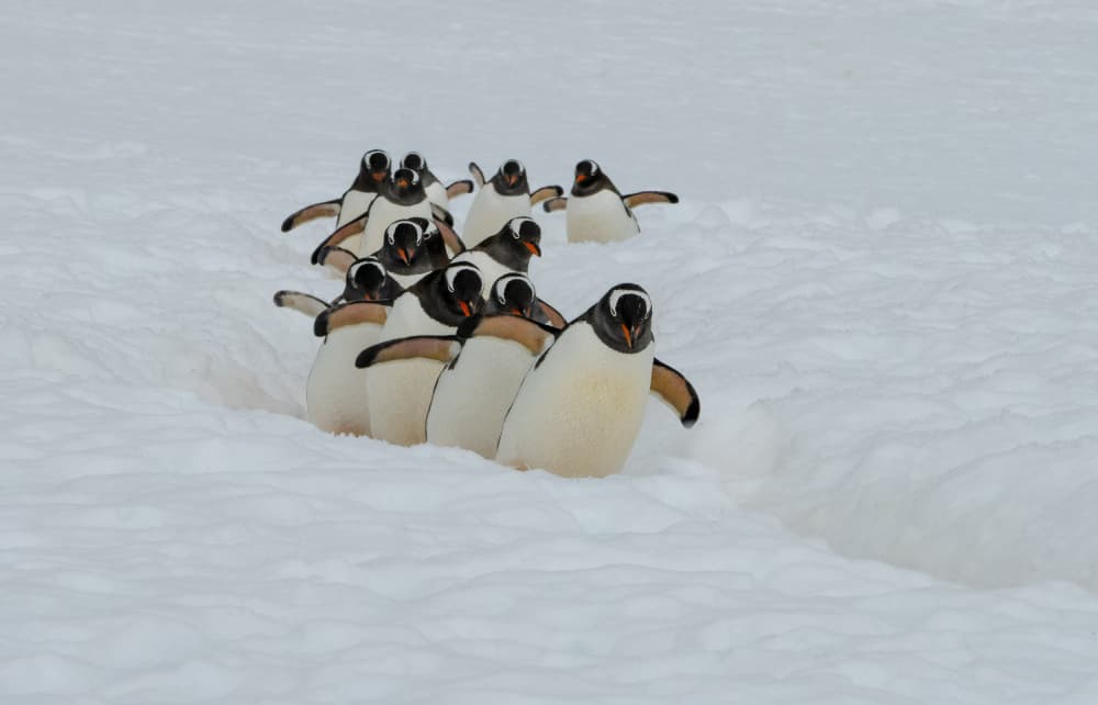 Gentoo Penguin March by Michel Groleau — canvas wall art