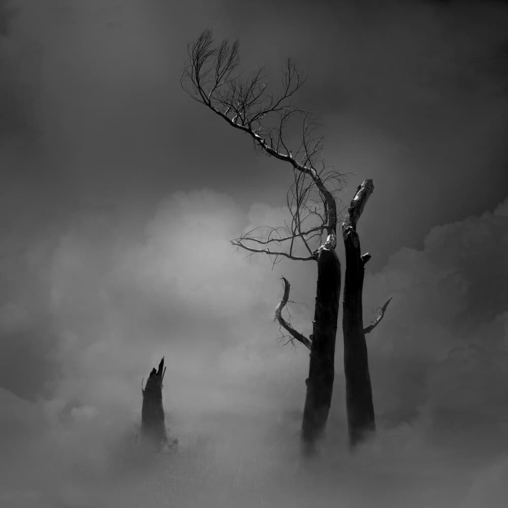 Eerie Bare Trees by Margaret Halaby — canvas wall art