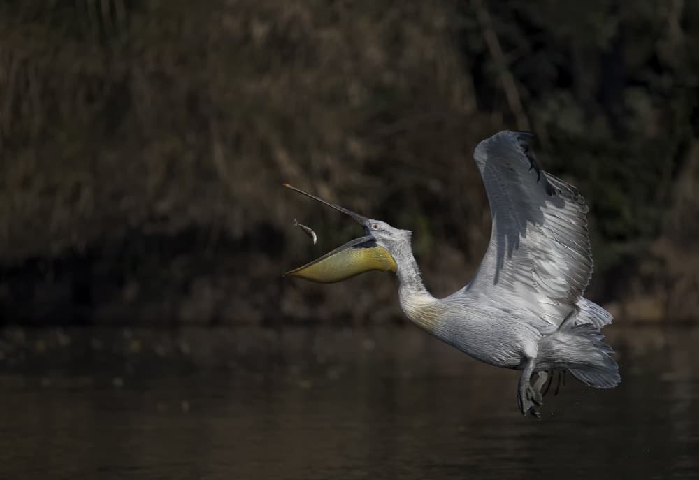 Pelican Catches Fish by C.S. Tjandra — canvas wall art