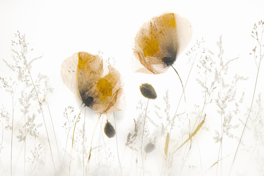 Subtle... by Nel Talen — canvas wall art