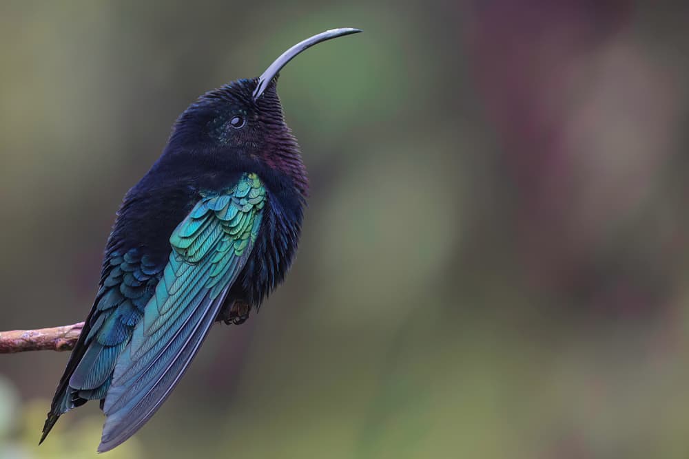 Iridescent Teal Hummingbird by alberti Patrick — canvas wall art