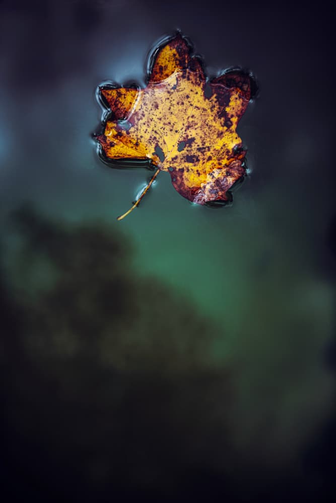 Floating Maple Leaf by Tim Mossholder — canvas wall art