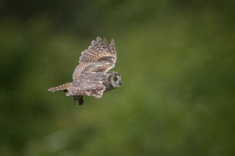 Long-Eared Owl Flight by Max Wang — canvas wall art