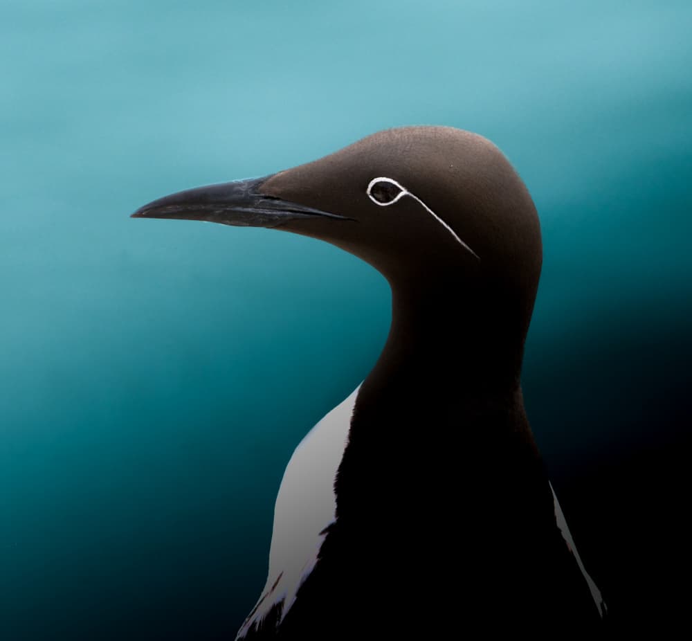 Bridled Guillemot Profile by Erik Engström — canvas wall art