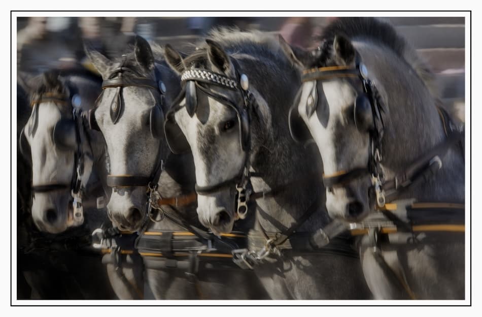 Powerful Horses In Motion by Milan Malovrh — canvas wall art