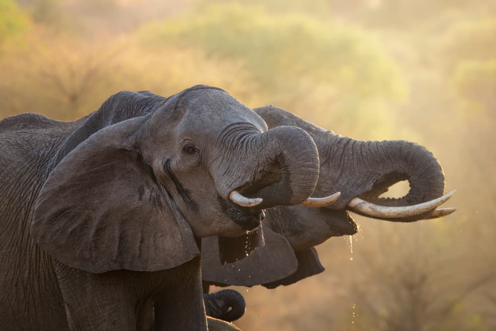 Golden Hour Elephants Drinking by David Martin Castan — canvas wall art