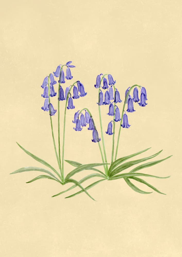 Spring Bluebells by Rosana Laiz Blursbyai — canvas wall art