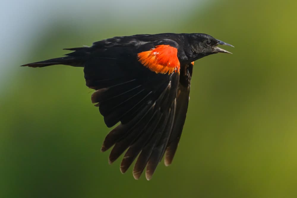 Red-winged Blackbird Flight by Moses Wang — canvas wall art