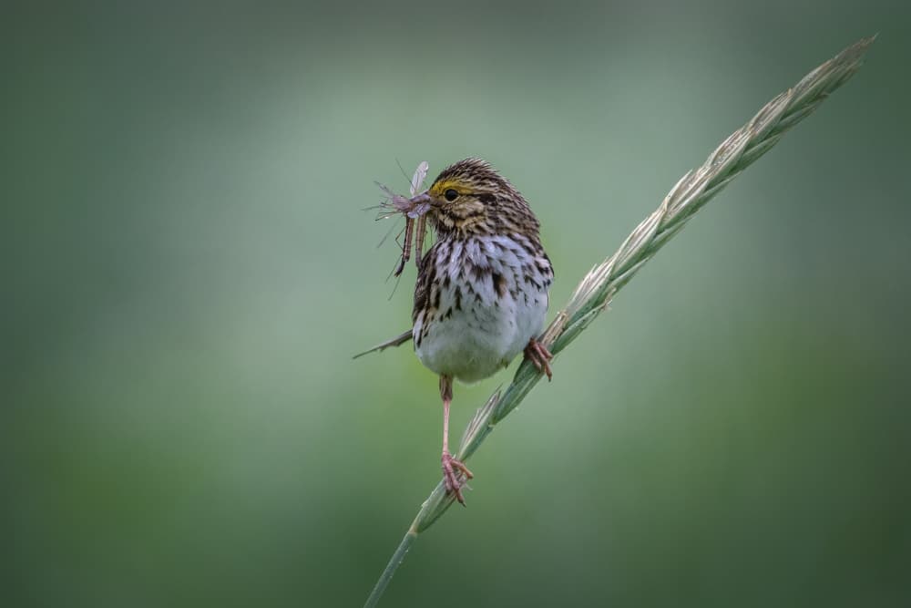 Sparrow's Insect Catch by Qing Zhao — canvas wall art