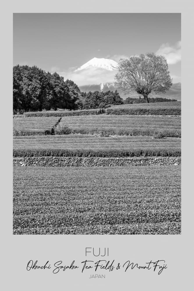 Fuji Tea Fields Lone Tree by Melanie Viola — canvas wall art