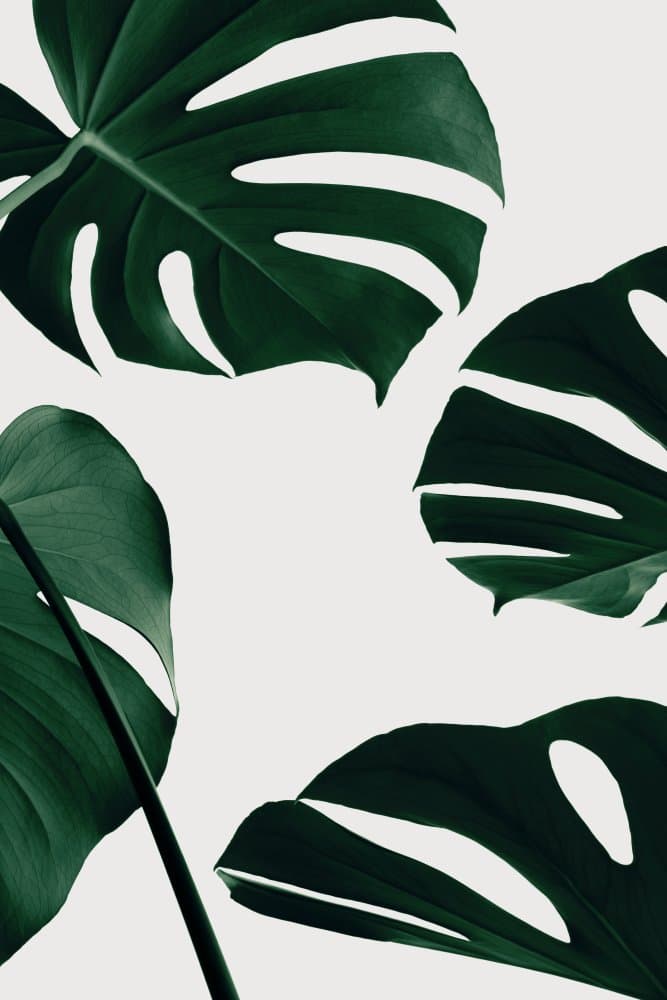 Lush Green Monstera by Pictufy Studio III — canvas wall art