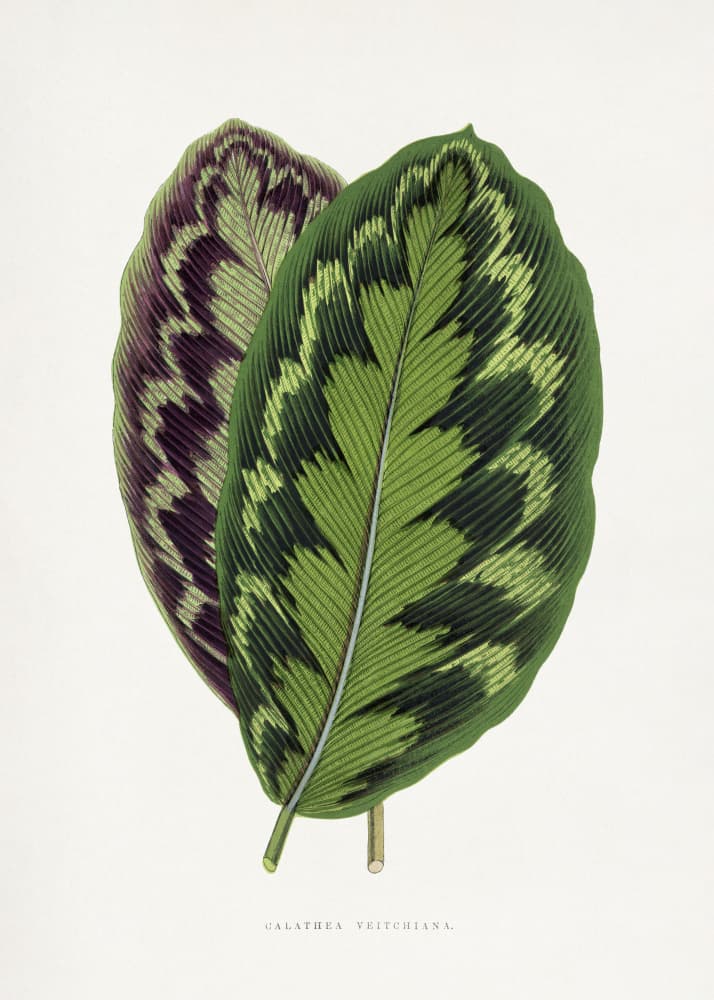 Calathea Veitchiana Leaf Illustration