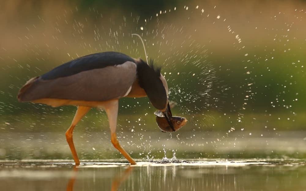 Heron Catches Fish Splash by Assaf Gavra — canvas wall art