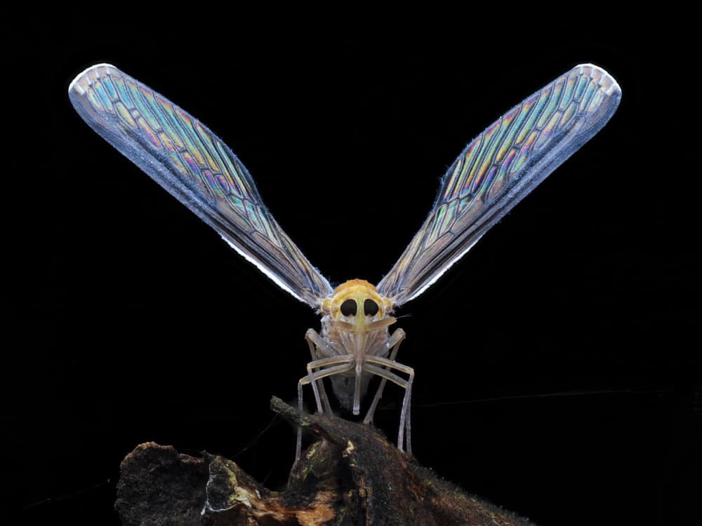 Delicate Winged Insect by HuongHoang — canvas wall art