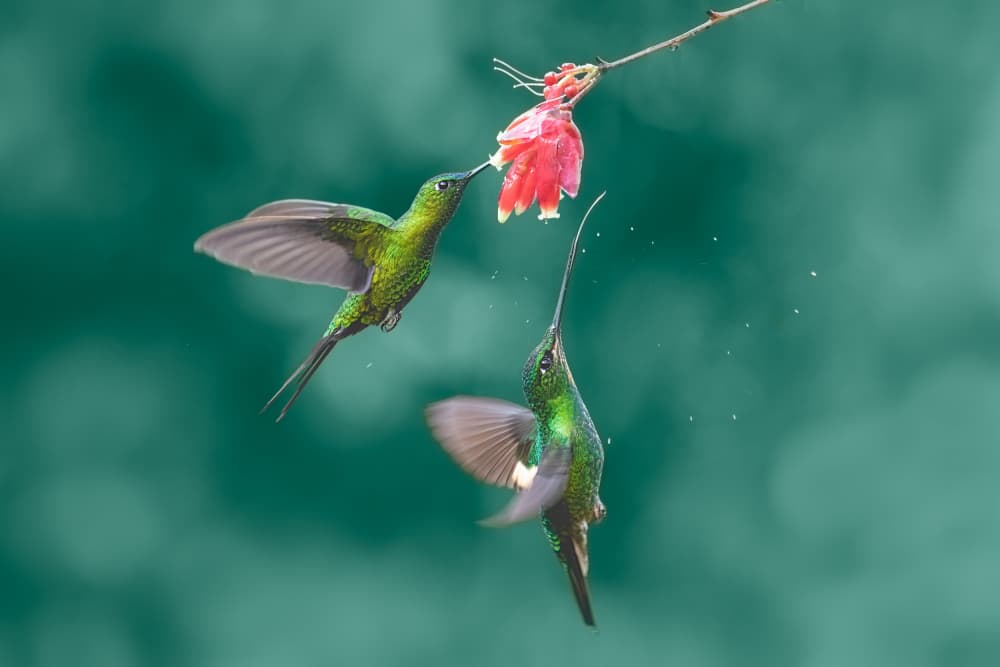 Vibrant Hummingbirds Nectar by Siyu_Wei APA — canvas wall art