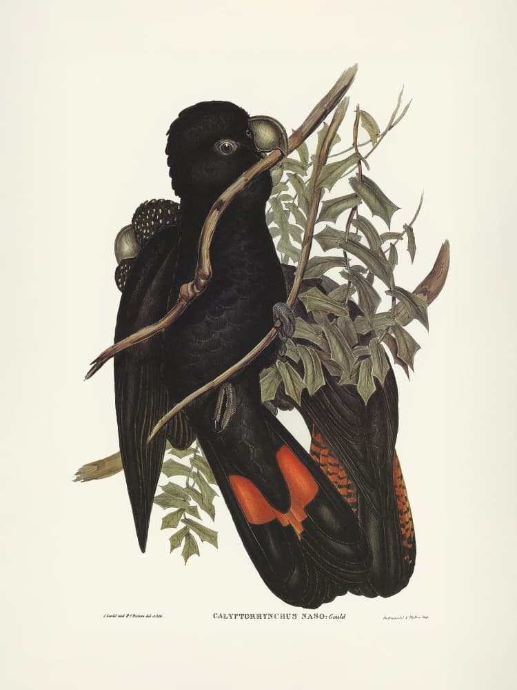 Western Black Cockatoo by Elizabeth and John Gould — canvas wall art