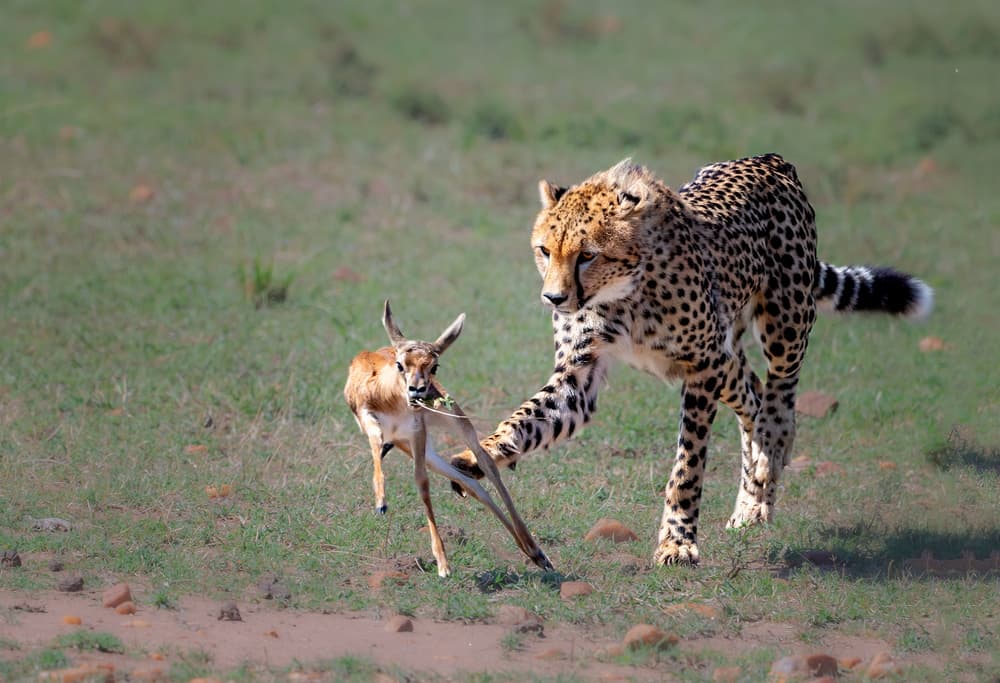 Cheetah Hunting Gazelle by Jie Fischer — canvas wall art