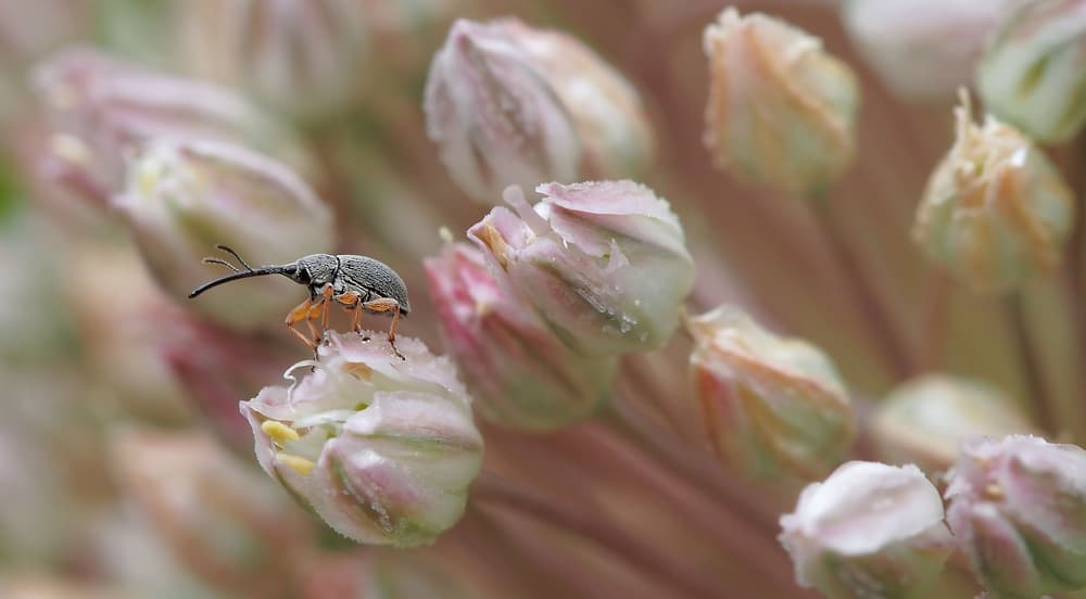 Weevil on Pink Bud by Thierry Dufour — canvas wall art