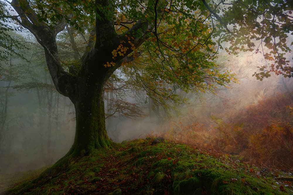 Misty Autumn Forest Tree by Pedro Uranga — canvas wall art