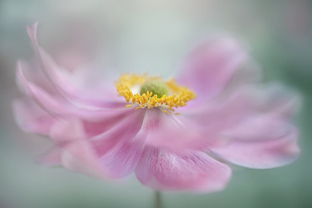 Dreamy Pink Flower by Jacky Parker — canvas wall art