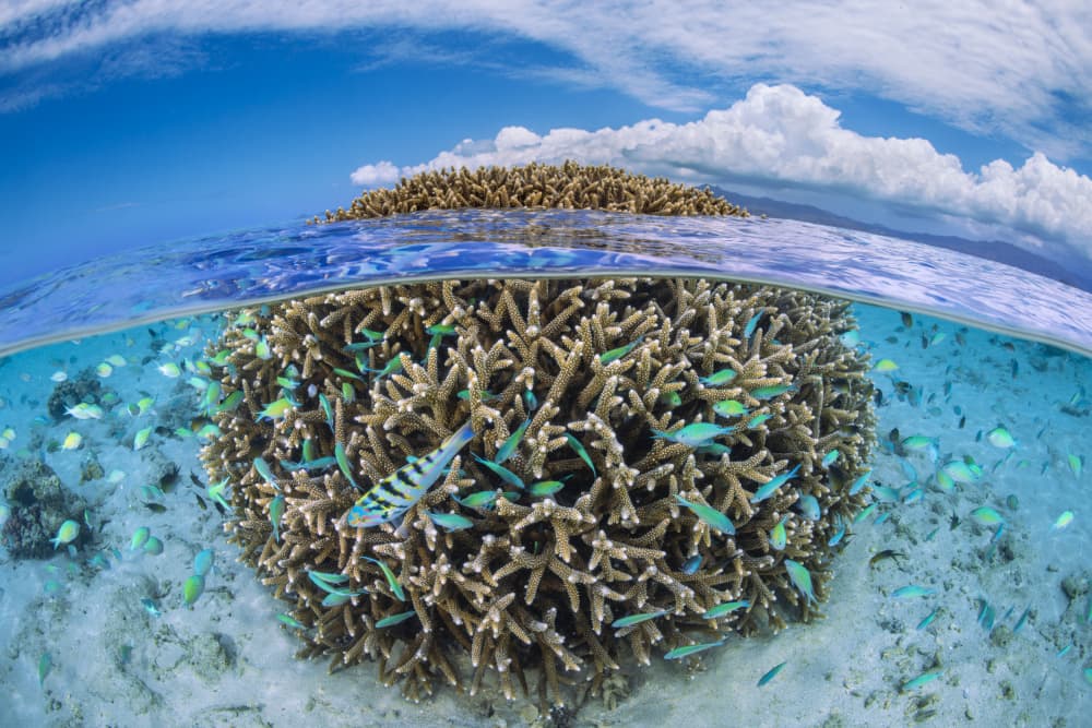 Vibrant Ocean Reef by Barathieu Gabriel — canvas wall art