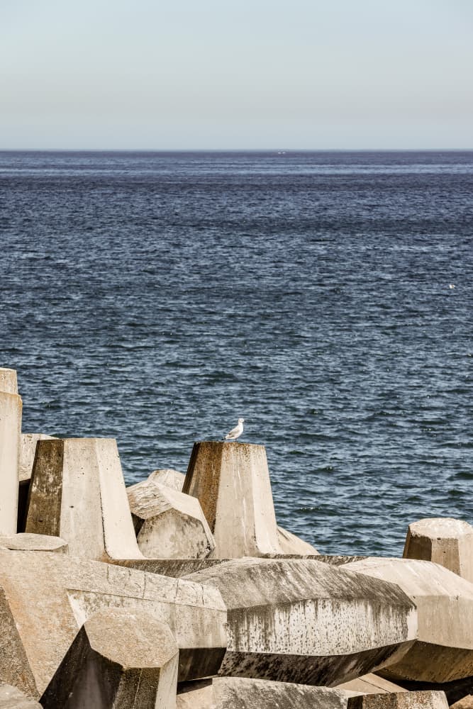 Seagull by the Sea by Shot by Clint — canvas wall art