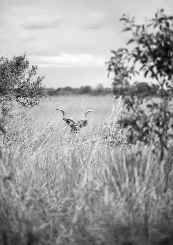 Hidden in the Grass by Shot by Clint — canvas wall art