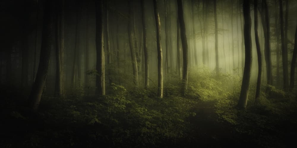 Misty Forest Path by Norbert Maier — canvas wall art