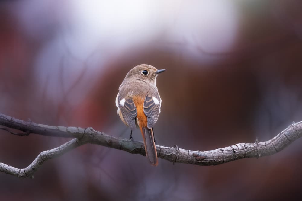 Small Orange Tail Bird by Takashi Suzuki — canvas wall art