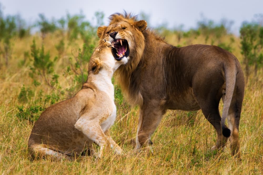 Roaring Lion Pair by Mohammed Alnaser — canvas wall art