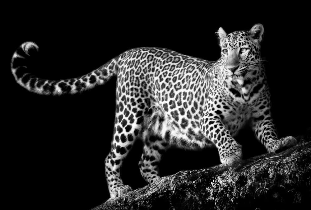 Monochrome Leopard Watch by C.S. Tjandra — canvas wall art