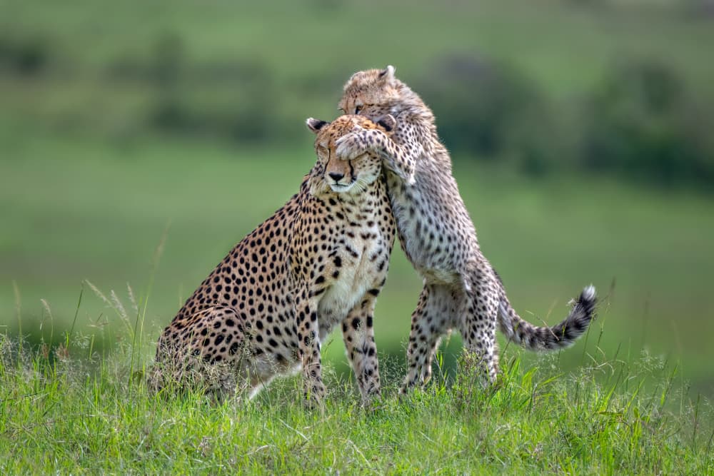 Cheetah Family Embrace by Xavier Ortega — canvas wall art