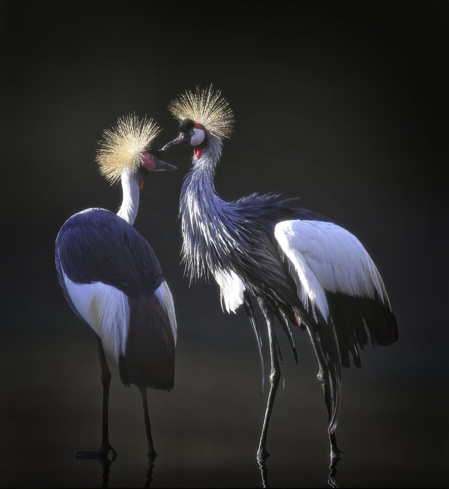 Majestic Crowned Cranes by Anna Cseresnjes — canvas wall art