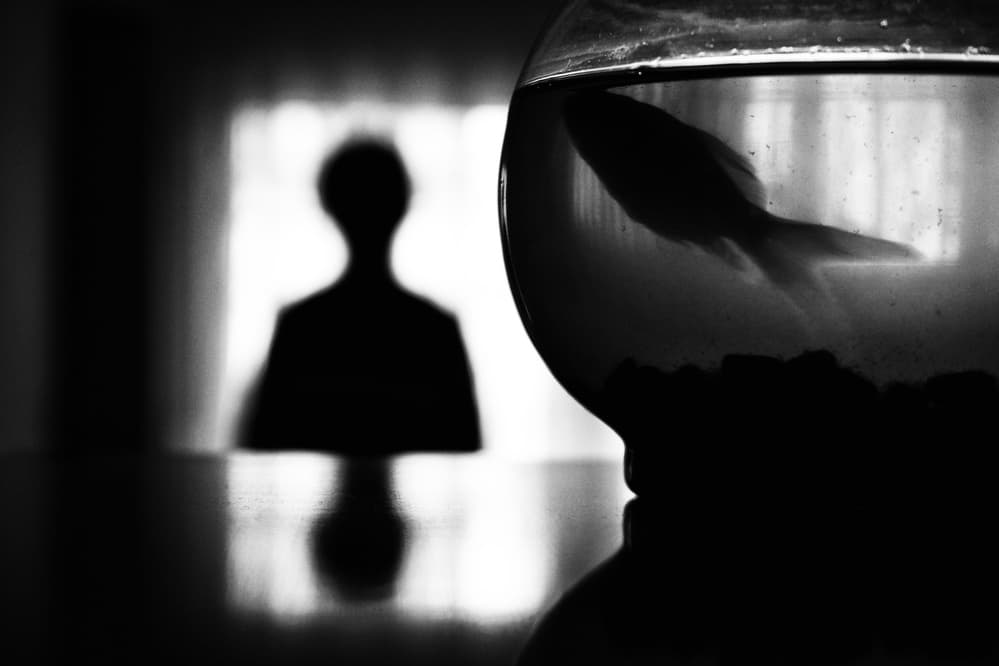 Lonely Fish And Shadow by Ali Ayer — canvas wall art