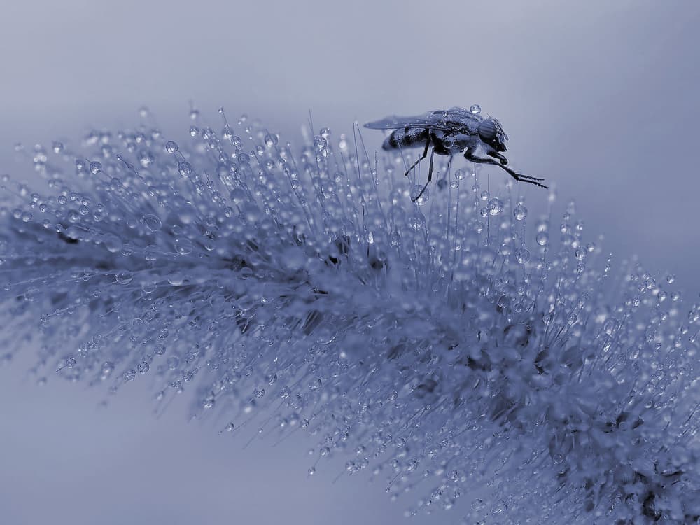 Blue Dewdrop Fly by Thierry Dufour — canvas wall art
