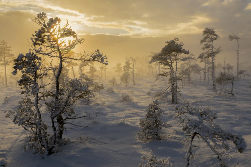 Golden Winter Sunrise by Normunds Kaprano — canvas wall art