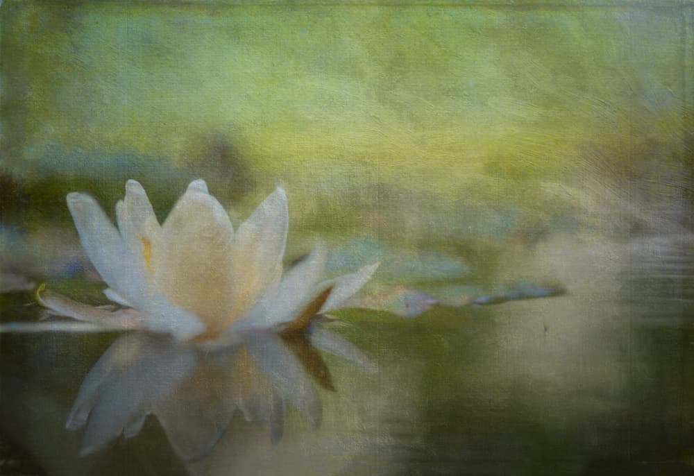 Serene Water Lily by Ulrike Eisenmann — canvas wall art