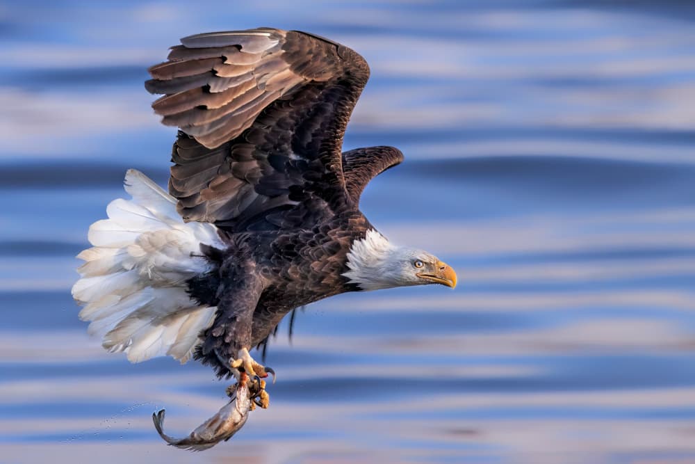 Bald Eagle's Catch by Jun Zuo — canvas wall art
