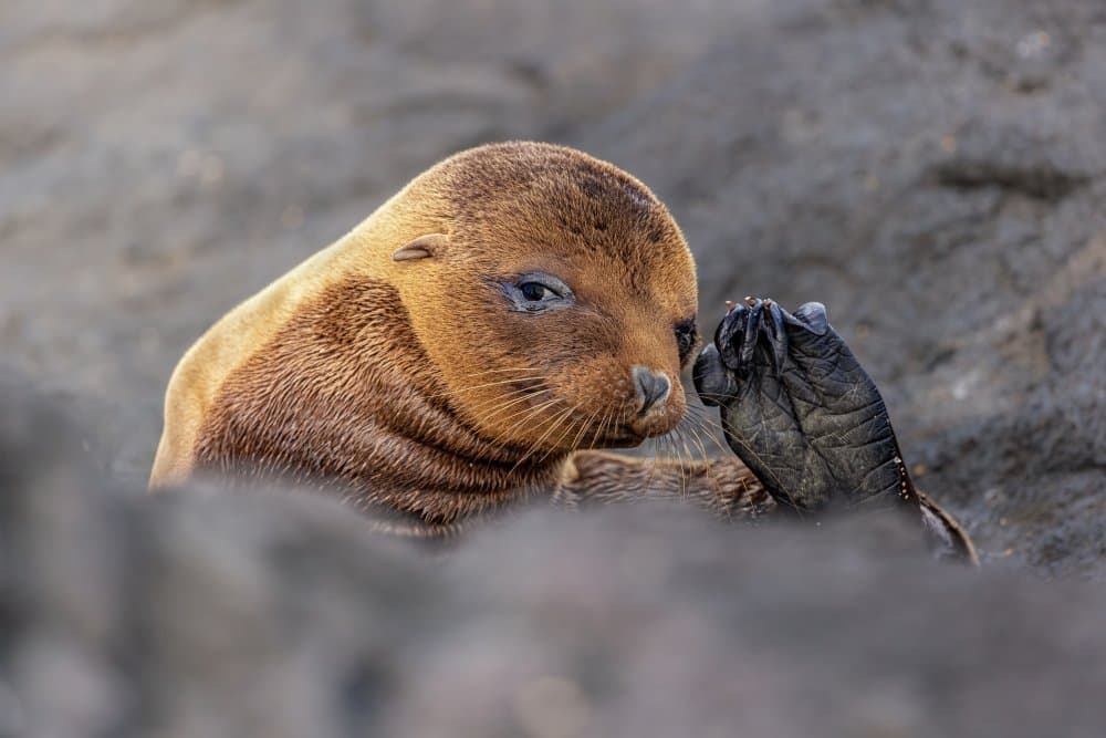 Thoughtful Sea Lion Pup by Siyu_Wei APA — canvas wall art