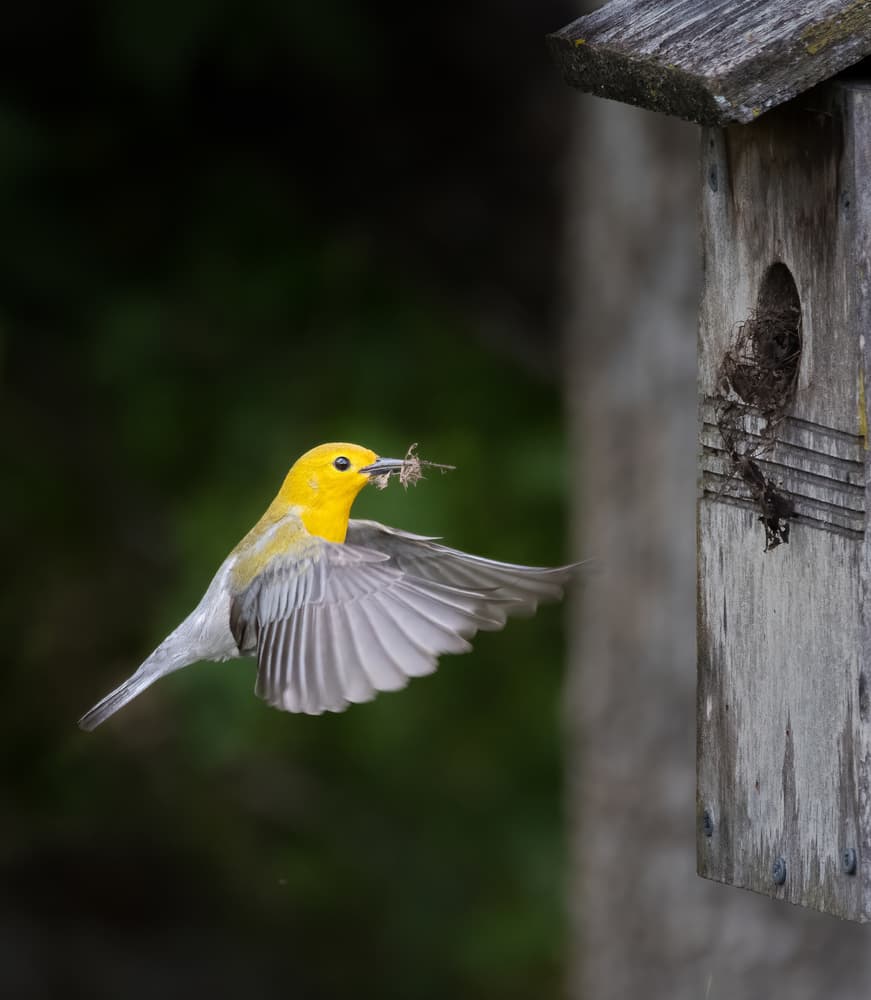 Yellow Warbler Nesting by Yanny Liu — canvas wall art