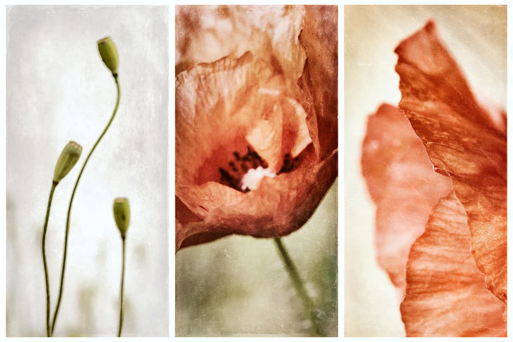 Earthy Poppy Triptych by Gustav Davidsson — canvas wall art