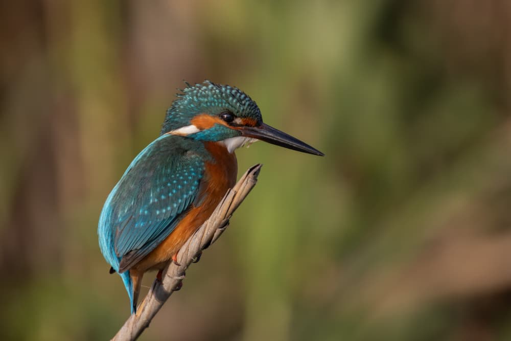 Vibrant Kingfisher Perched by Guy Wilson — canvas wall art