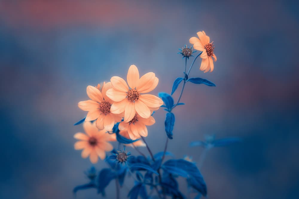 Orange Flowers Blue Dream by Mei Xu — canvas wall art