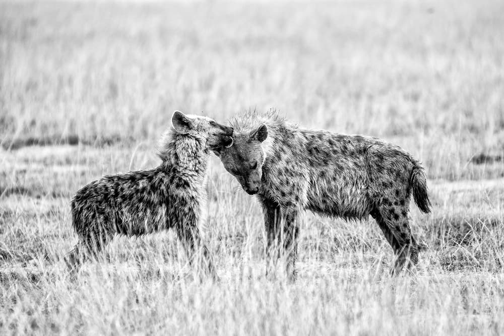 African Hyenas Affection by Vedran Vidak — canvas wall art