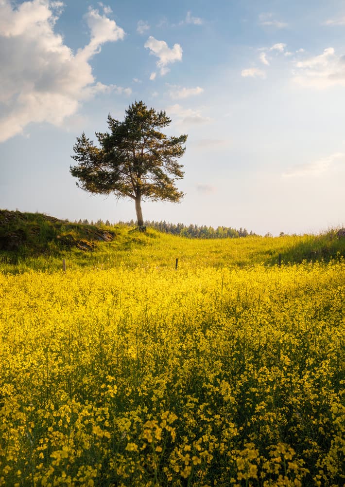 Yellow Field Solitary Tree by Christian Lindsten — canvas wall art