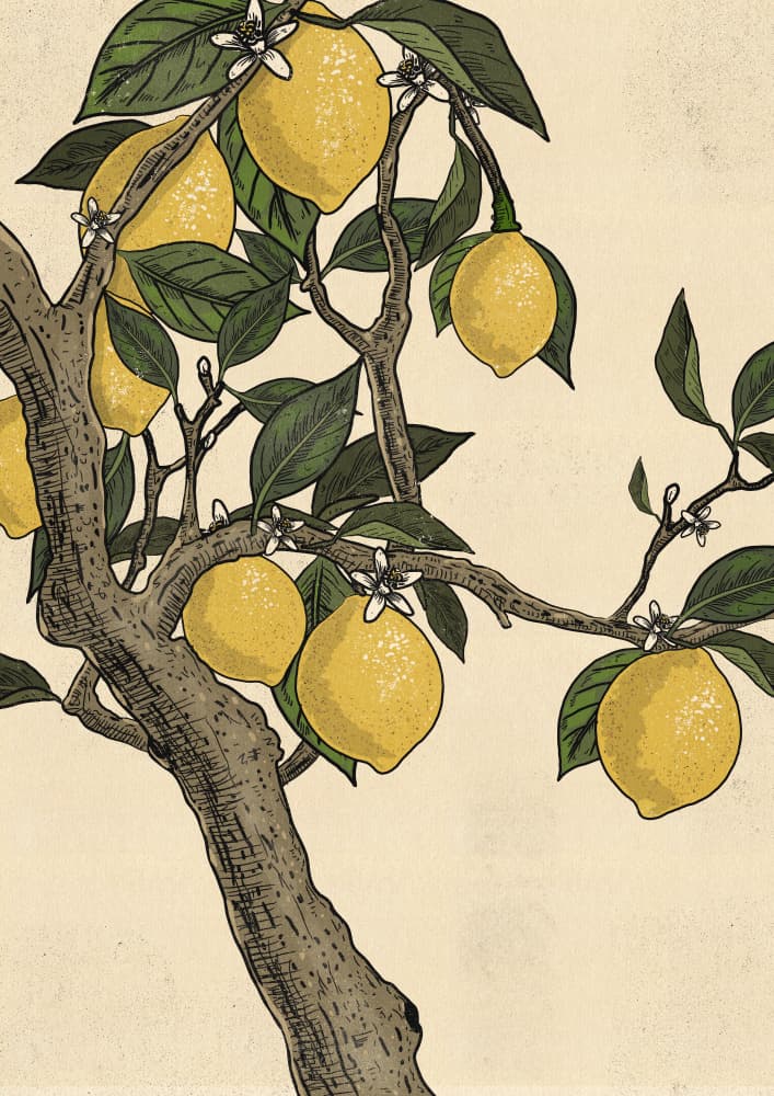Blooming Lemon Tree