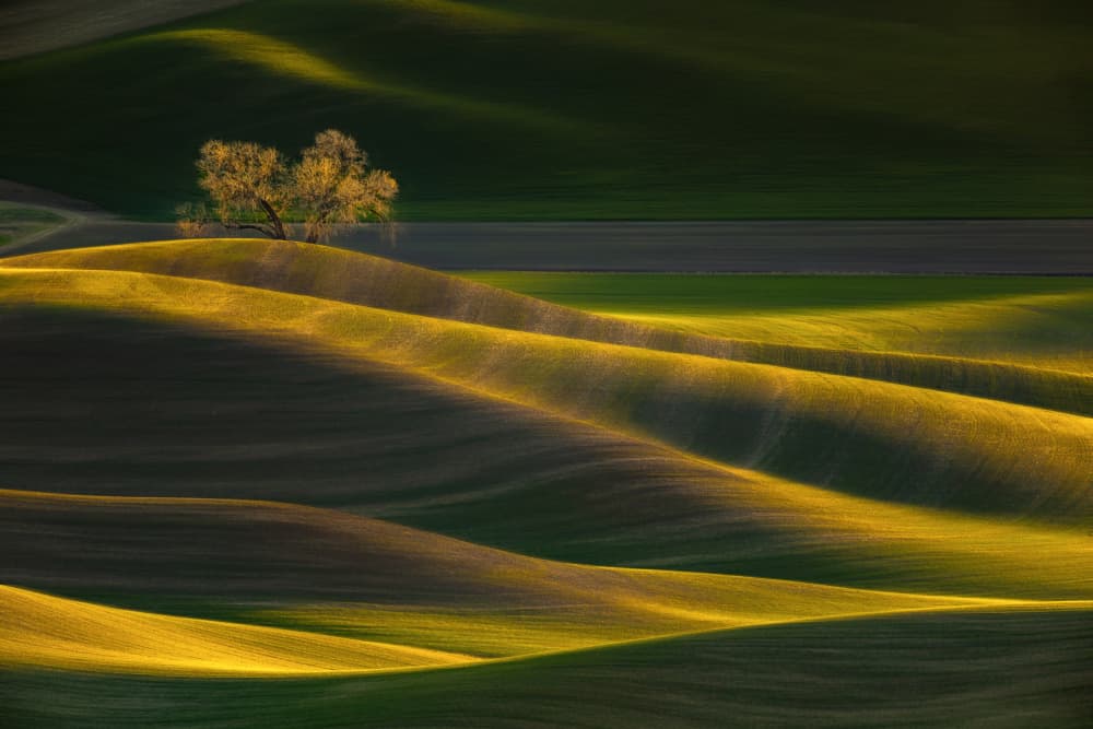 Golden Rolling Hills by Leechee Z — canvas wall art