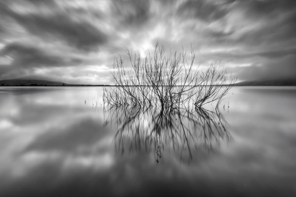 Bare Branches Reflection by Amir Ehrlich — canvas wall art