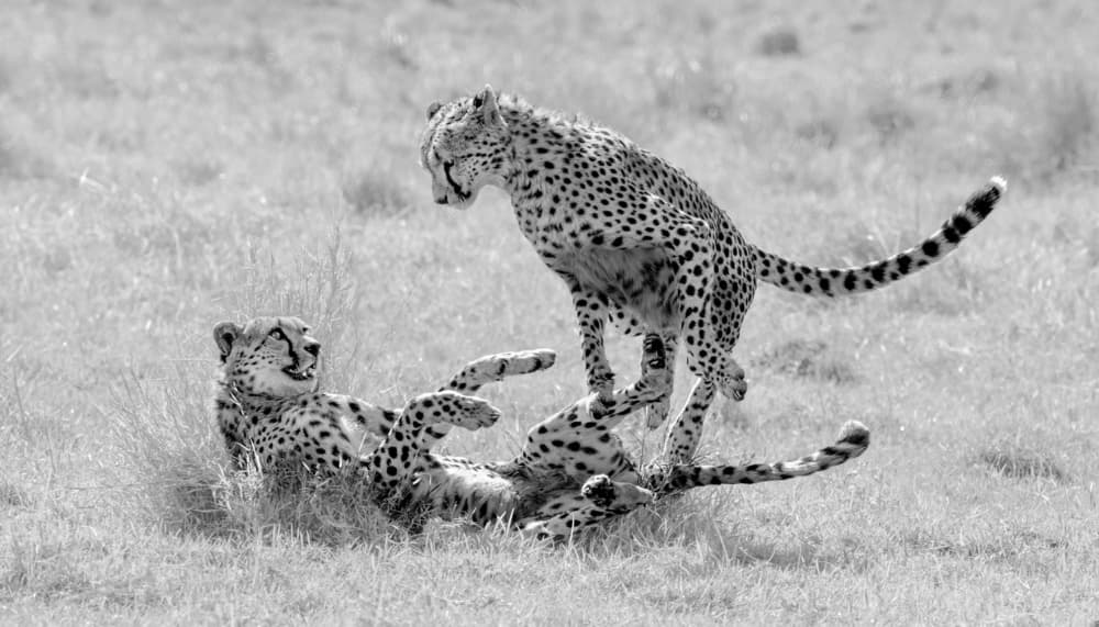 Playful Cheetahs by Jie Fischer — canvas wall art